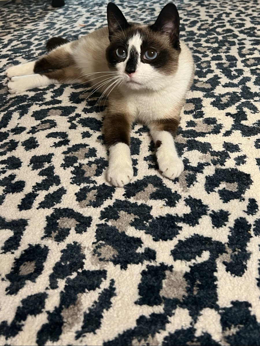 karastan's tweet image. The purr-fect nap spot for Doja is underfoot and purr-fectly comfortable on #SmartStrand #carpet. 

#LiveBeautifully with #Karastan&apos;s SmartStrand Silk Savanna #Leopard in Starry Night.
Shop perfection online: bit.ly/3Xo7v6d

#petfriendly #leopardprint #fashion #luxury