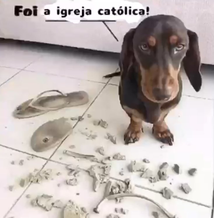 sitio do piriquito banguelo tweet media