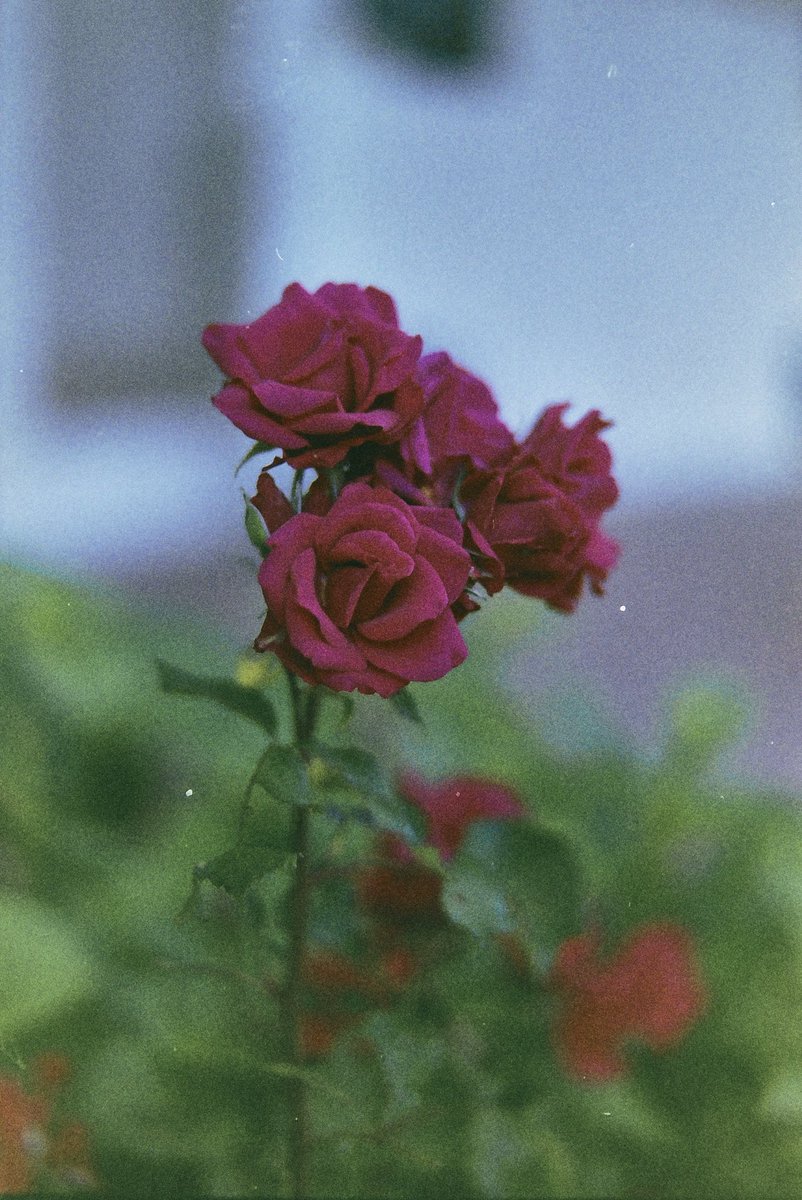 lucioparodi1's tweet image. #fotografia #pellicola #film #oldschool