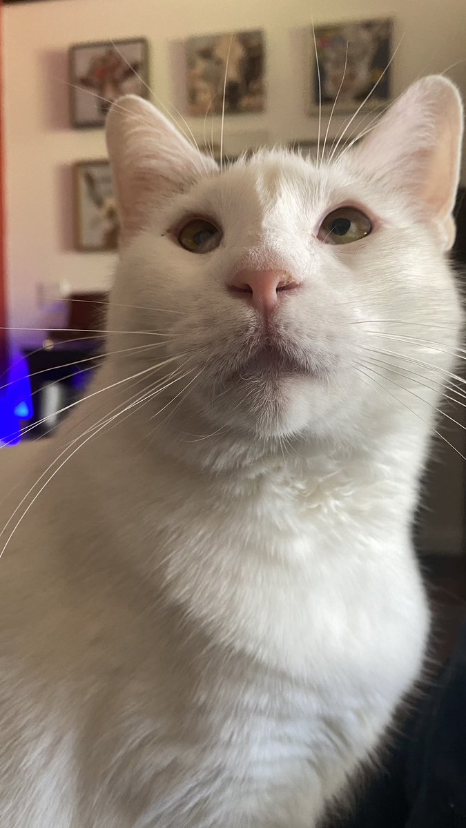 stageofdeecomp's tweet photo. @knightstitch_ Here is a cat named tooth who simply cannot see https://t.co/nOm28gt0ga