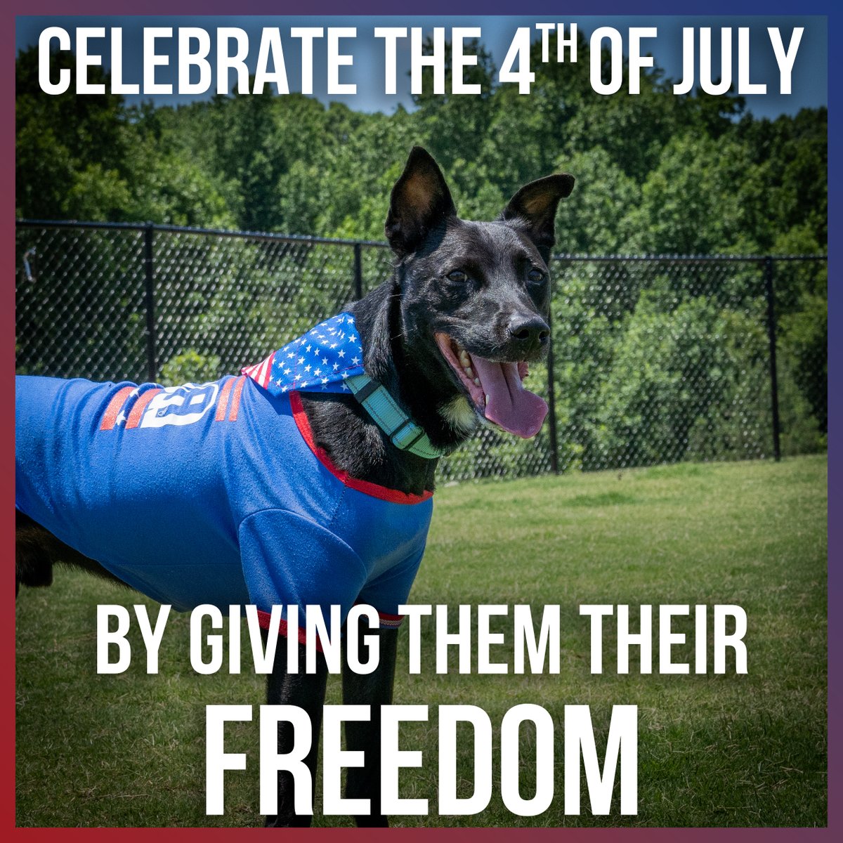 The 4th of July is almost here, and there's no better way to celebrate than by giving a shelter animal their freedom! Come adopt or foster at Anderson County PAWS! We're open M, T, Th, F & Sat. 12 - 5!

#AndersonCountyPAWS #4thOfJuly #Freedom #adopt #foster #rescue #adoptme