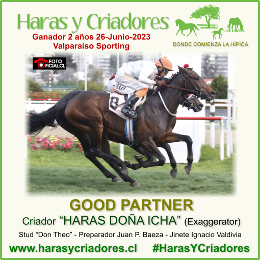 harasycriadores's tweet photo. GOOD PARTNER criado en HARAS DOÑA ICHA (hijo de Exaggerator) Vencedor Condicional Machos de 2 años No Ganadores 1000 metros en el Valparaíso Sporting el Lunes 26 de Junio de 2023 https://t.co/JCoAH9UfxY #HarasYCriadores #GoodPartner #HarasDoñaIcha #Exaggerator #ValparaísoSporting https://t.co/1rEaPMBox5