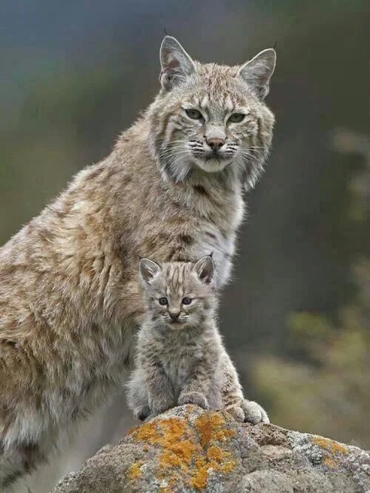 Lynx: Mom and cub #CatsOfTwitter