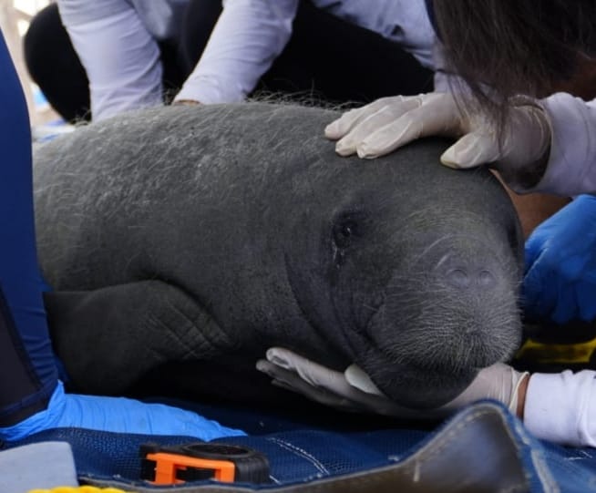 IBANQROO tweet media