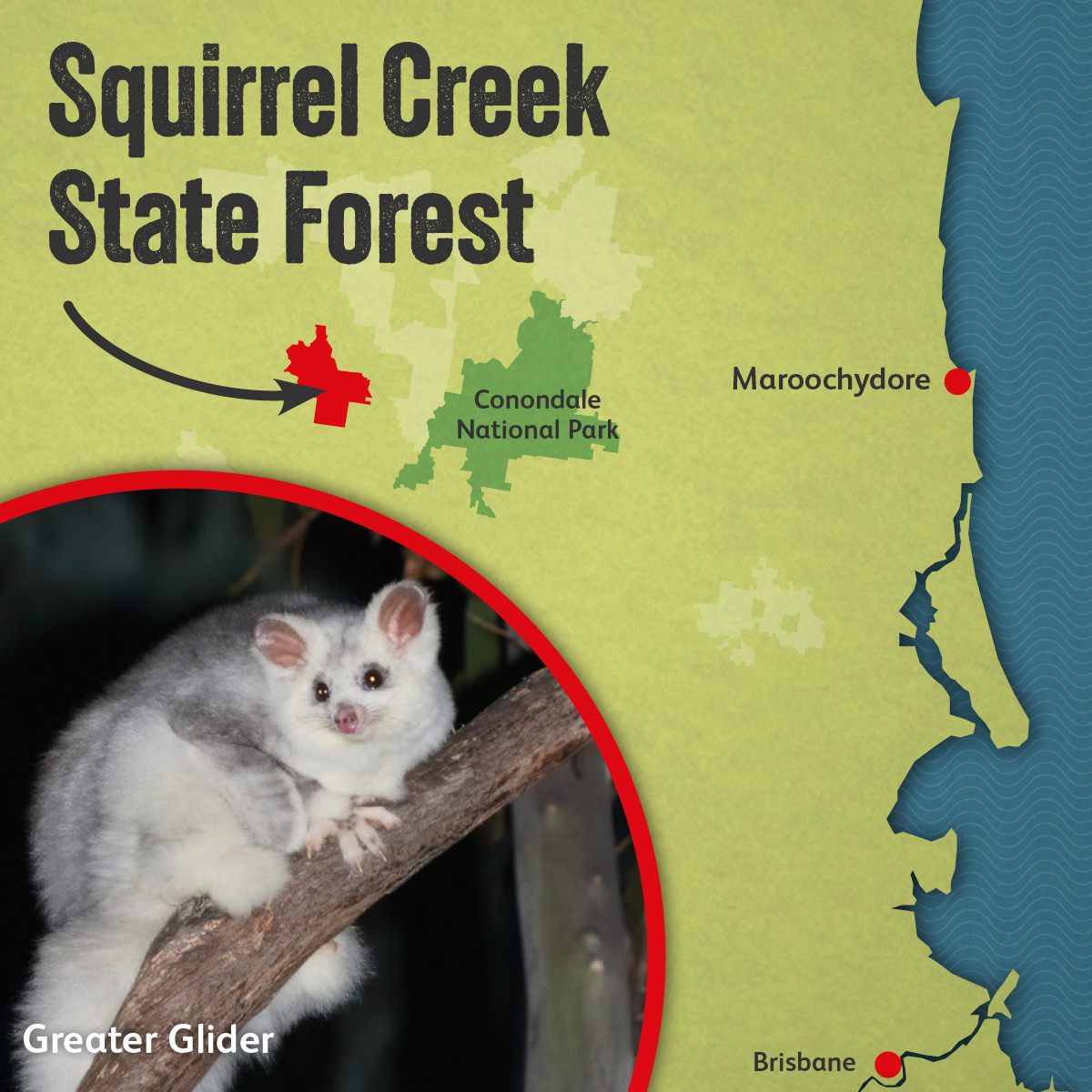 Squirrel Creek State Forest is rated very highly as habitat for wildlife, including #threatenedspecies, and contains core #koala habitat. Almost the entire area is remnant vegetation and part of a State biodiversity corridor.