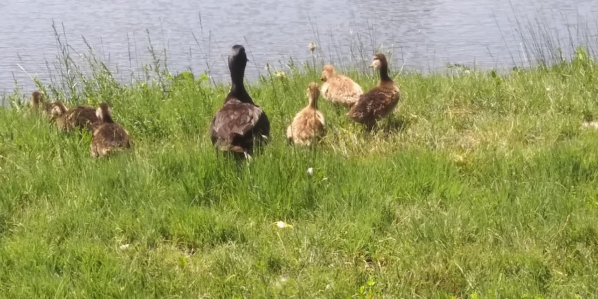 I saw this cute mama duck with her babies at the lake today.