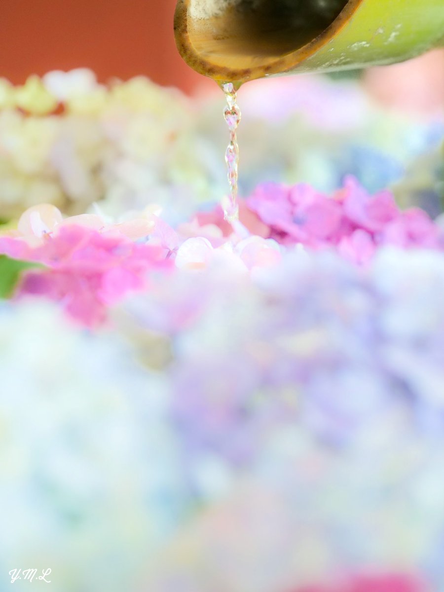 『水の音色』

#花が好きな人と繋がりたい
#TLを花でいっぱいにしよう
#LUMIXs5
#紫陽花
#花手水
#アジサイ
#ファインダー越しの私の世界
#カメラ好きな人と繫がりたい 
#写真好きな人と繋がりたい