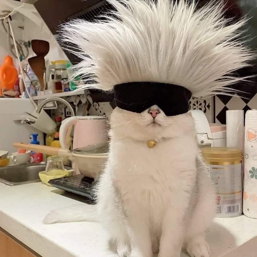 ShouldHaveCat's tweet image. 