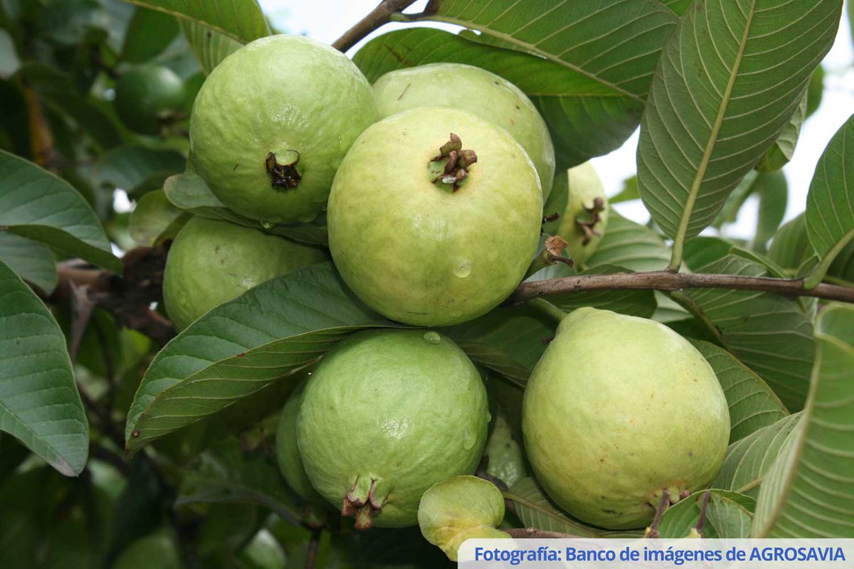 BoyacaLEinforma's tweet image. #Productores de guayaba lanzaron S.O.S por fuertes lluvias en Boyacá. “Por la grave #afectación a la infraestructura vial, a causa de la Ola invernal, muchos municipios se #encuentran en calamidad pública; se han reportado deterioro de las vías de...

boyacaleinforma.com/?p=7448