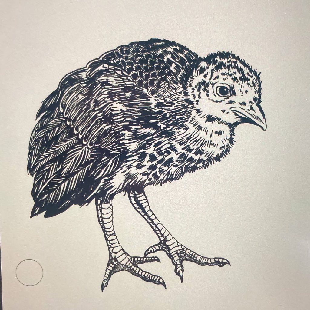 Line work is done. I might refine it some more before I get into color. 
.
#turkey #turkeypoults #birdsofinstagram #digitalillustration #photoshop #digitalsketchbook #workinprogress #animalillustration #kyartist #kywildlife #babyturkey #tistheseason