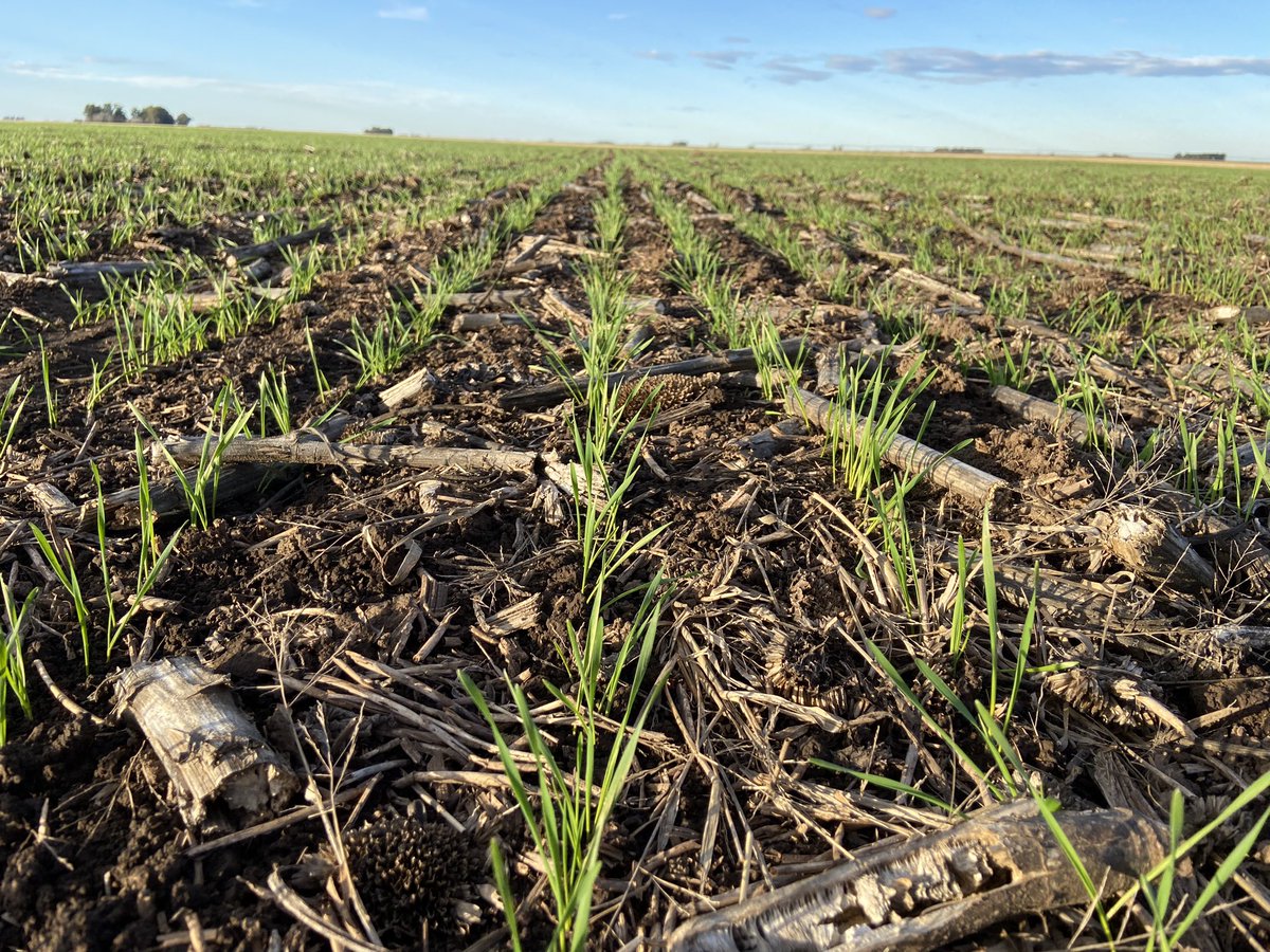Cosecharemos con nuevo gobierno  🇦🇷🌱🇦🇷