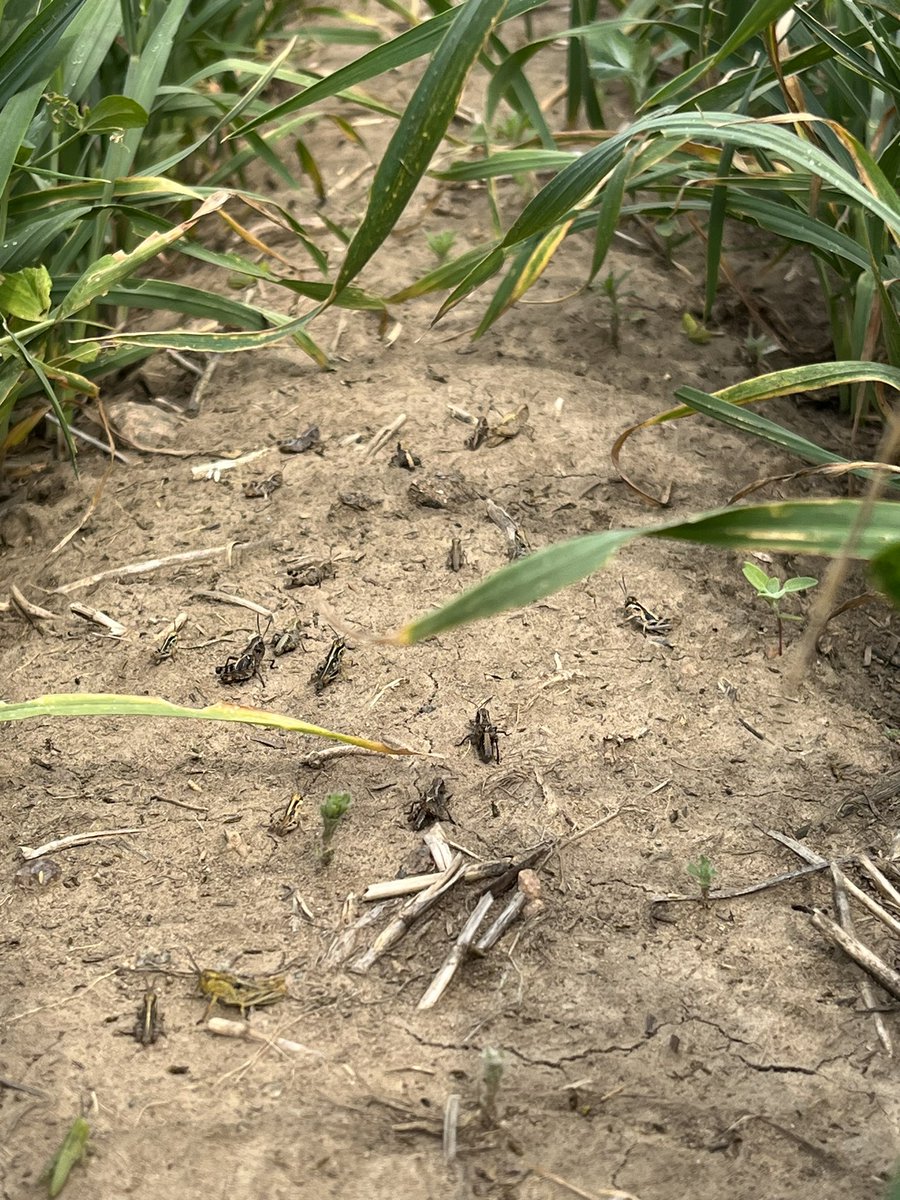 Raise your hand if you are NOT spraying for hoppers this year….
🫠