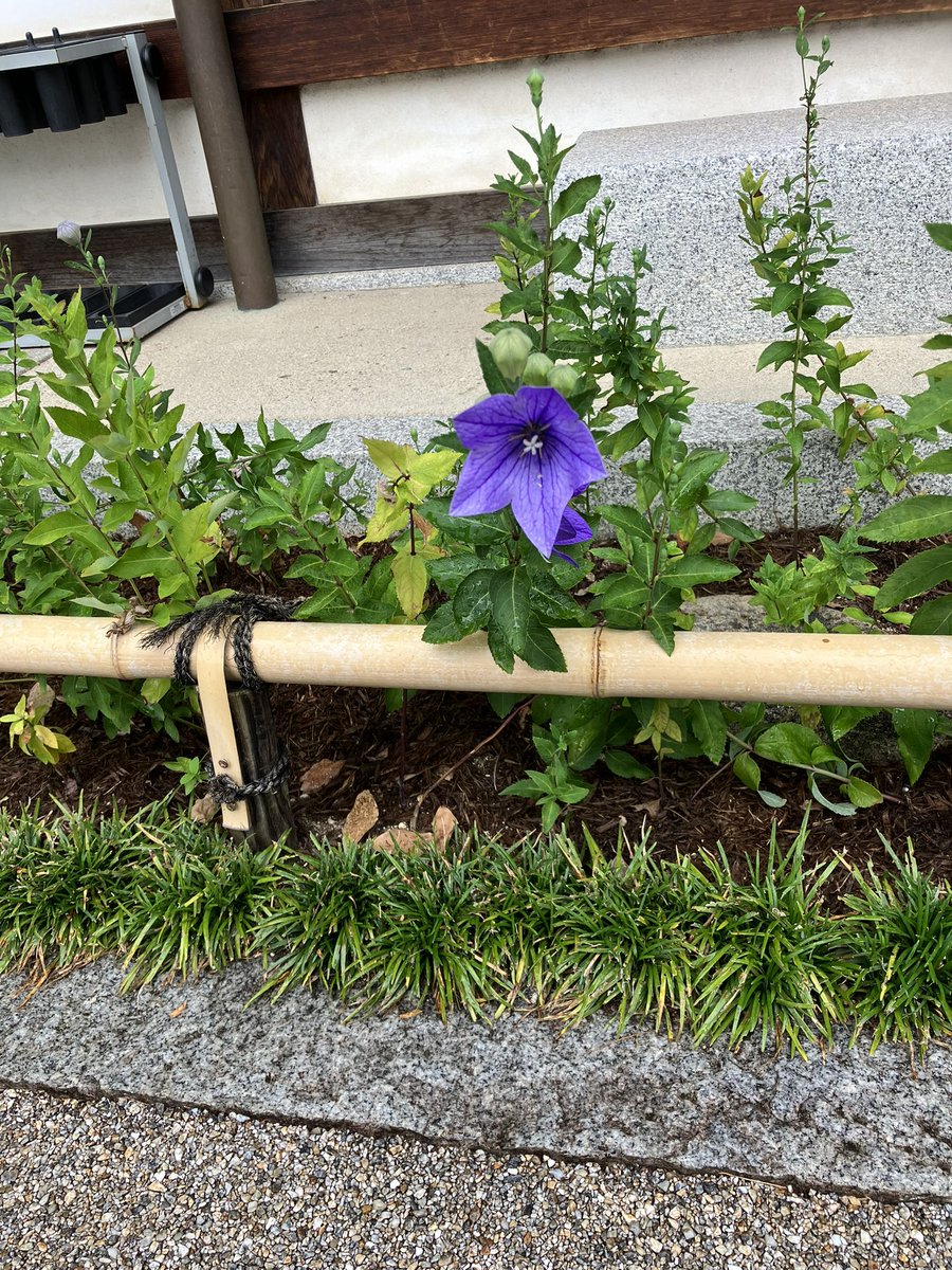 キキョウいいですね☆ https://t.co/PXnniazdbe