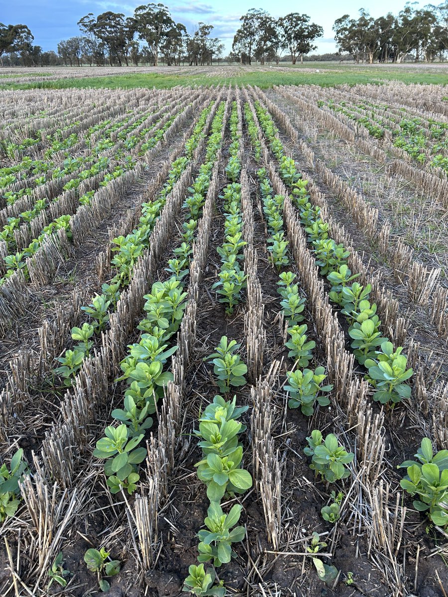 SouthernPulse tweet media