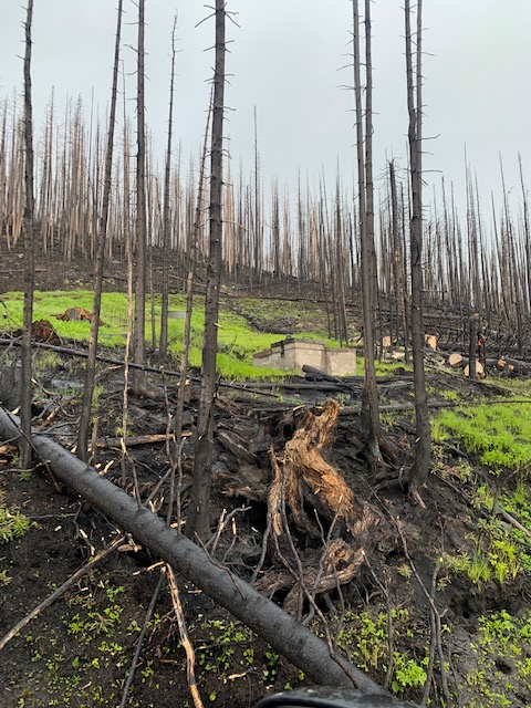 salmonchallisnf's tweet photo. Crews from the Salmon Airbase have been working in Wallace Lake Campground on hazard tree mitigation. Hazard trees have been removed from the the walking trail east of the lake and around the spring box for the campgrounds water. Work is ongoing. #MooseFire https://t.co/8TyZ2RetL2