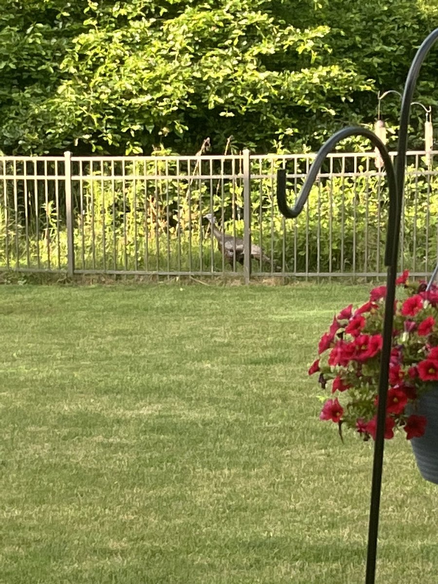 GoNutsforDonut's tweet photo. @GroverTdog OMD G! We have our very own Kevin🦃 at our house. Except it’s a she. She has been visiting almost daily and eats from our bird feeder 🤣!! https://t.co/PXYxBNuI2d