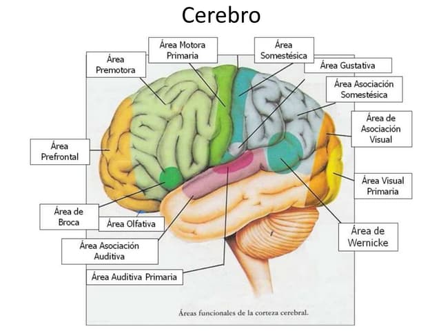 Dr_JHM16's tweet photo. #AnatomiaRapidadelcerebro
#cerebronotas
#morfo2 https://t.co/o8MF3CsZZj