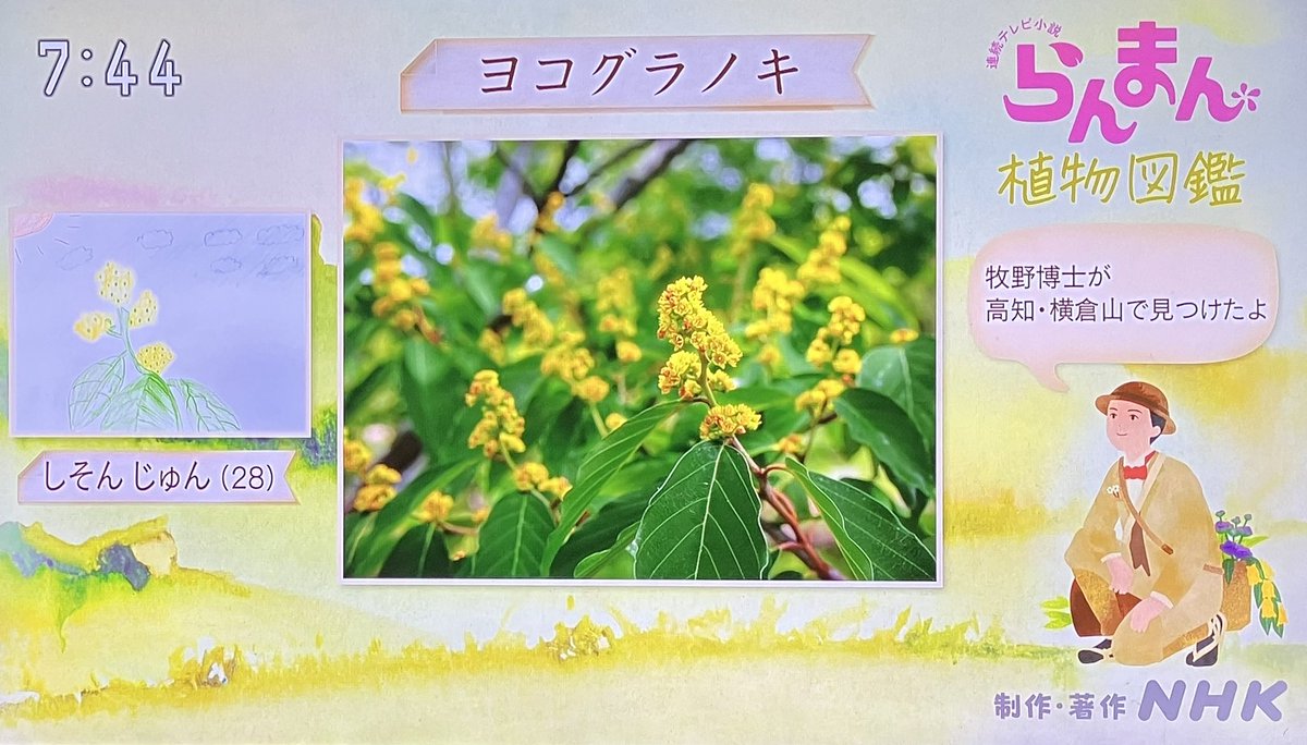 27日のらんまん植物図鑑は しそんじゅんくん 28歳 ヾ(｡˃ ᵕ ˂ )ﾉﾞ