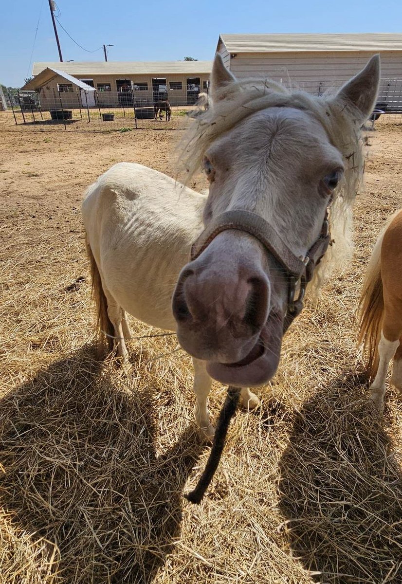 Doodlebug here wants to know how you beat the heat of summer? Here in Texas, we drink tons of water and seek out shade whenever possible. 

Linktr.ee/PRRHR

#horserescue #summerheat #texasheat #hot #horses #minihorses #cutehorses #support #donate #summertimevibes