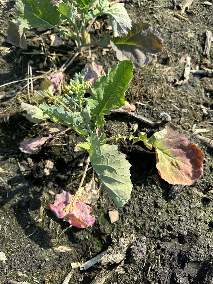 Bendy flowering racemes? Purpling leaves? Water stress or tank contamination are some likely causes. @BASFAgSolutions #scout23