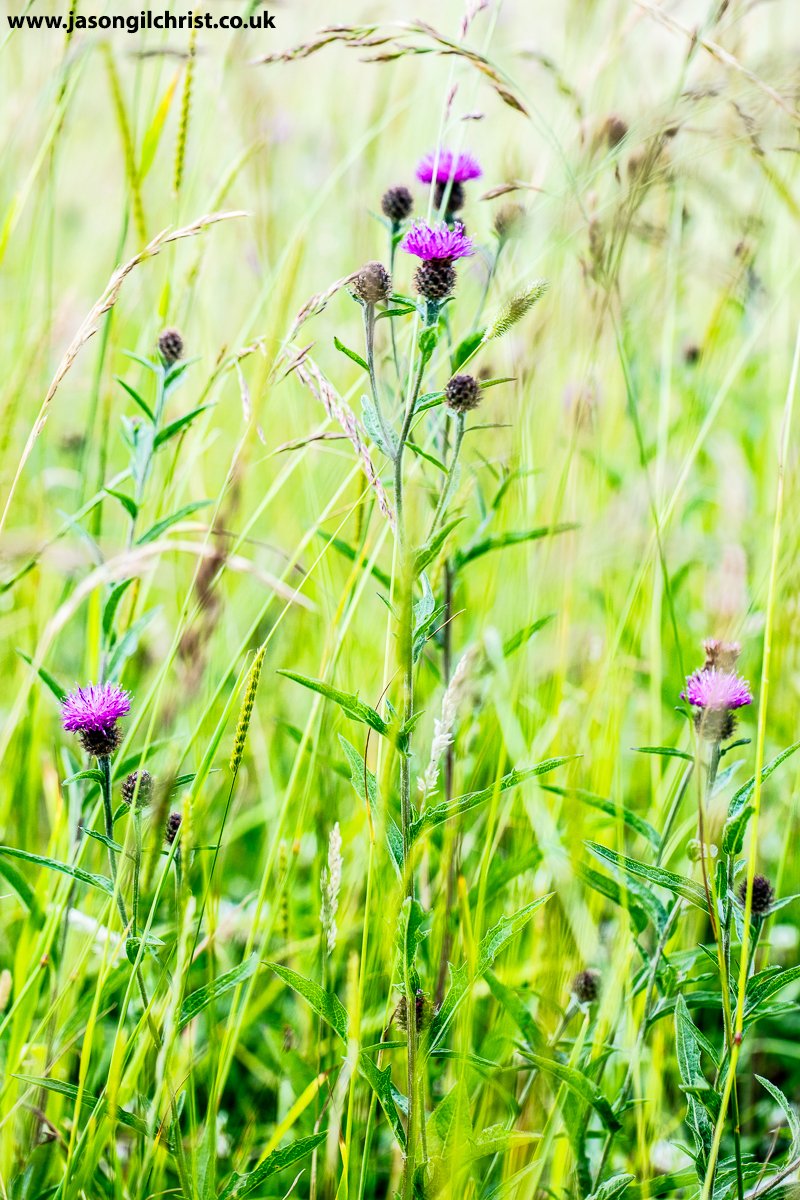 #30DaysWild day 26!
Meadow, with grass, wildflowers +.
Black knapweed, Centaurea nigra, in flower.
Kirkliston, Scotland.
#BlackKnapweed #CommonKnapweed #Centaureanigra #WildflowerHour #wildflower #meadow #LetItBloomJune #Kirkliston #Scotland #StormHour #ThePhotoHour #Springwatch