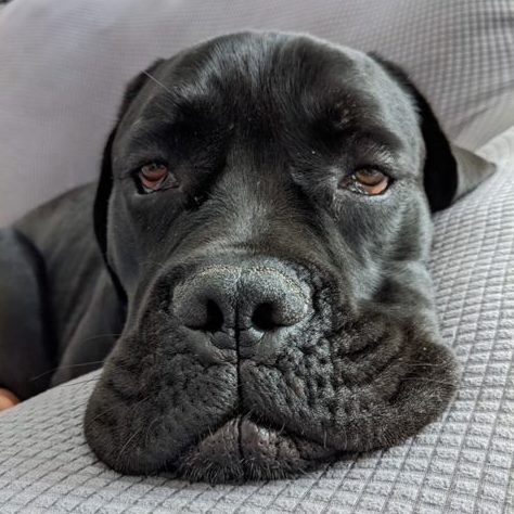 Cane Corso Rescue tweet media