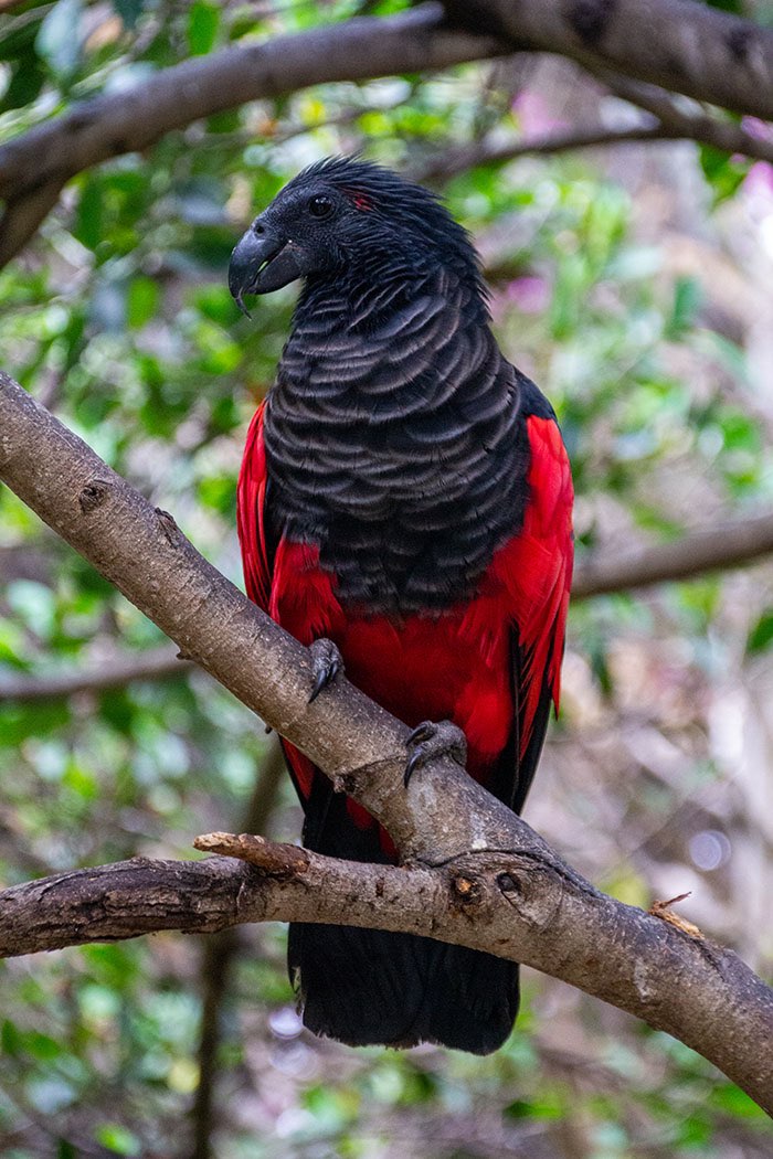 Just learned about the existence of DRACULA PARROTS