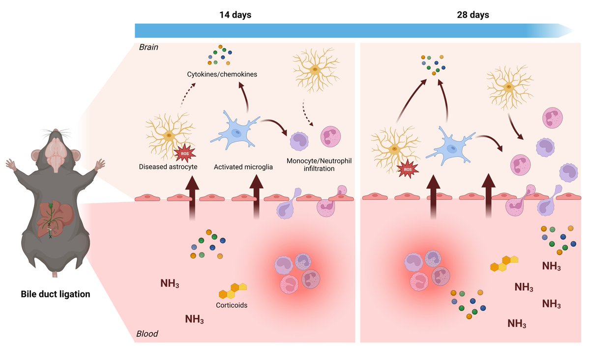 We would like to thank all co-authors, collaborators and funding agencies (<a href="/UGent/">UGent</a>, <a href="/FWOVlaanderen/">FWO</a>, <a href="/VIBLifeSciences/">VIB</a>). Interested? Read all about it in Journal of Neuroinflammation doi.org/10.1186/s12974…! (7/7)