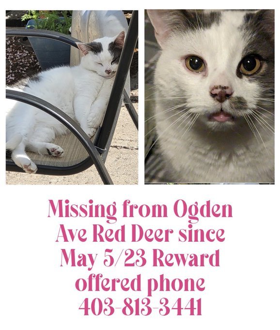PeterAskin1's tweet photo. Attention all #RedDeerAB #Canada cat lovers! Please keep your 👀open for darling "Hermes" missing since 05/23 from #OgdenAvenue! Phone number is 403.813.3441 Reward offered! URGENT! 🙏 https://t.co/XAWfPhj0wZ
