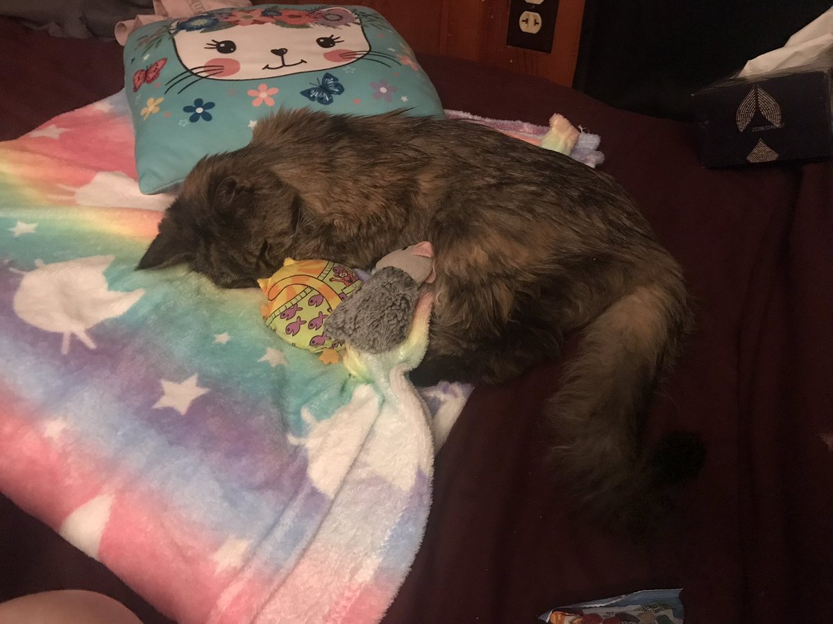 y97dgu's tweet photo. my little girl is gone. i loved you akina. https://t.co/ZA8FtUw9NI