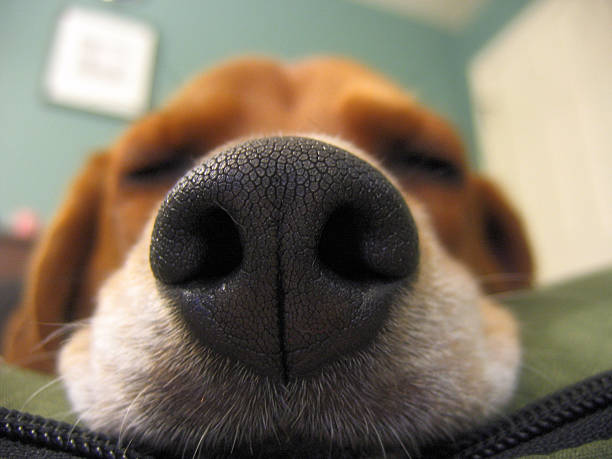 Did you know dogs have a sense of smell that is a thousand times stronger than humans?