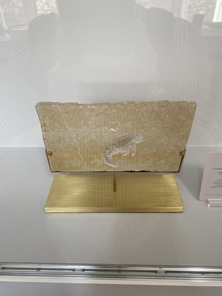 thefossilstore's tweet image. New #fossilshrimp arrival. A stunning specimen in beautiful condition. From our private collection and now available for enquiry. DM for RP.