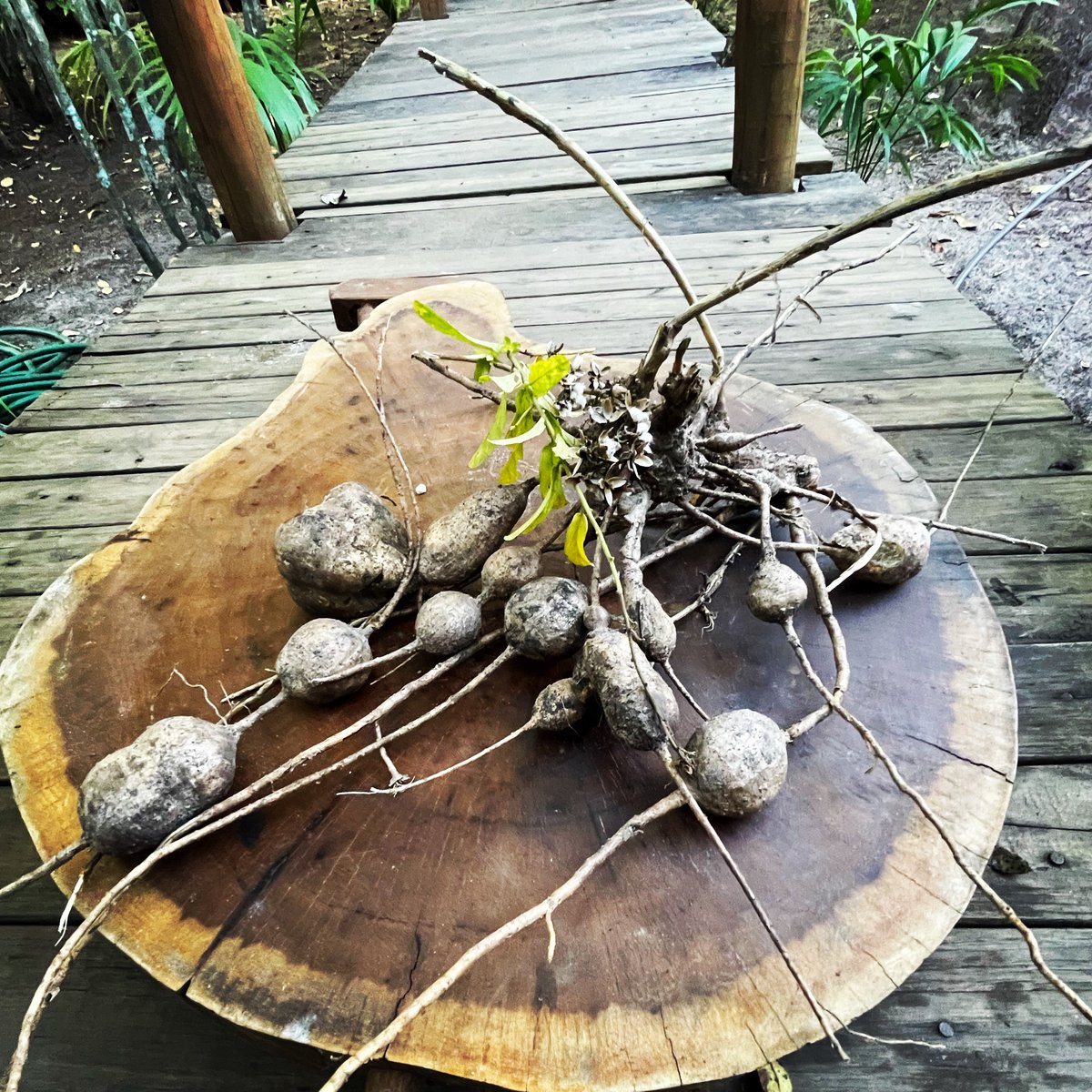 Esta é a Jalapa que deu origem ao nome Jalapão! Com cachaça virou aperitivo disputado por aqui.