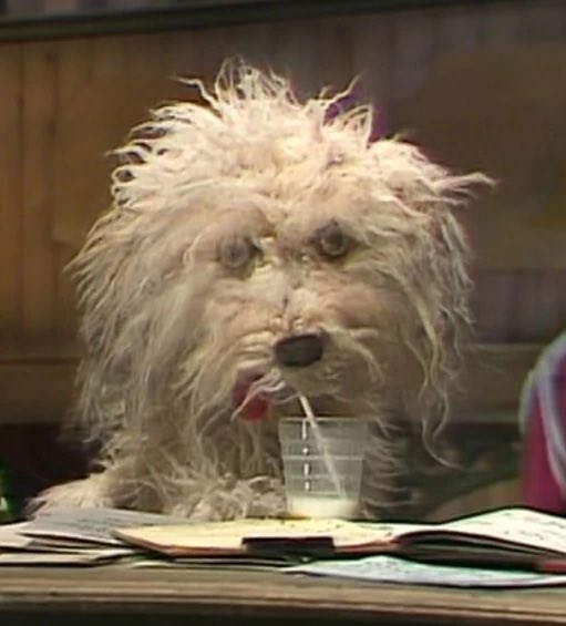 “ I got that dog in me ’’

The dog(s) in question :