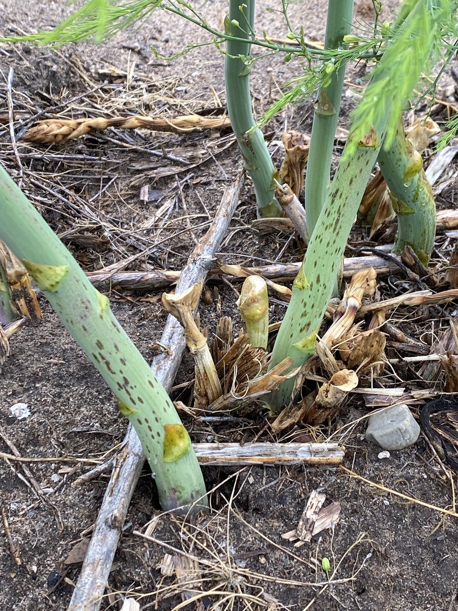 Asparagus purple spot is on the horizon!!!