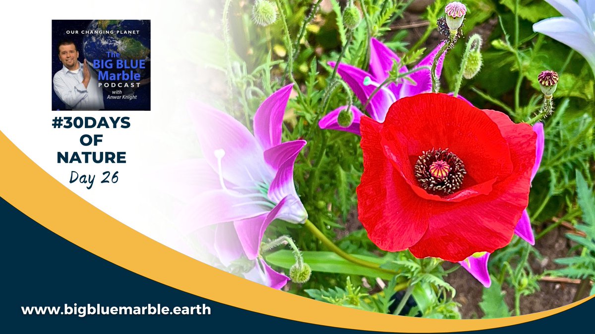 AnwarKnight's tweet photo. Wow! This poppy clearly loved the heavy rain ....look at the colours here. Stunning and also, of course symbolic. But did you know that the poppy is actually considered an agricultural broadleaf weed? This is Day 26 of my #30DaysofNature
#Poppy #Flower #LoveNature #Red https://t.co/bRwoJYrBeg