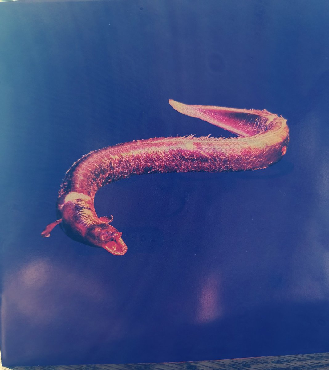 blochert's tweet photo. #23Daysof4AD plus...
The Breeders - Pod

A marshy and fertile world evoked by art. First heard the tribute to Iris Murdoch ripped out of Kim's throat live on this Glasto 92 compilation - astonishing!
https://t.co/oKM1dzIPWR https://t.co/IKMfCDGWn1