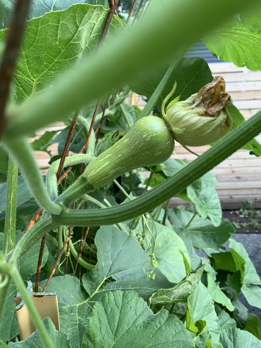 Our three raised beds are going nuts. The butternut squash plant has taken over and there are so many flowers on the cucumber plant that I’m scared. I will need help!!