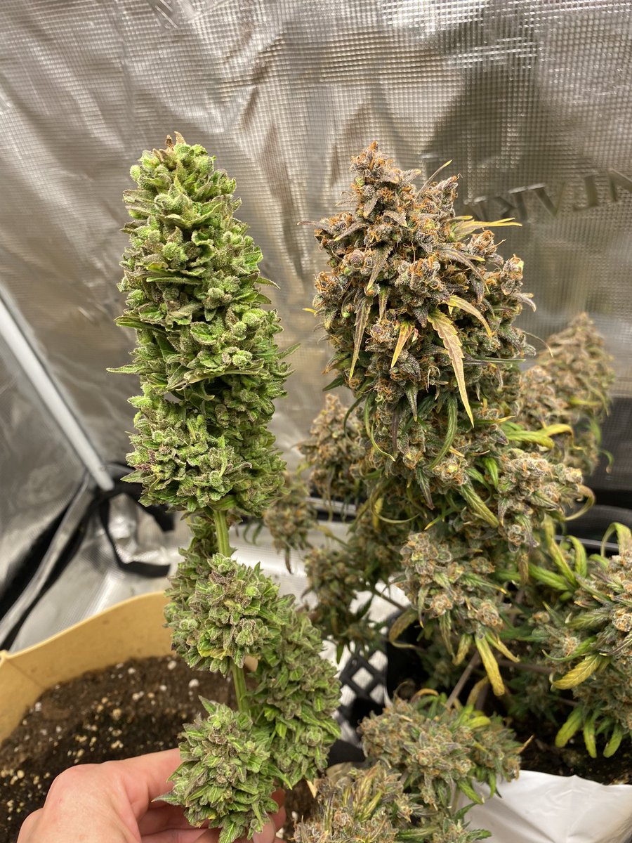 Brian Hutchison tweet media