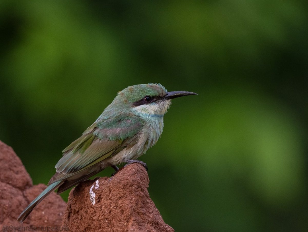 #indiaves #ThePhotoHour #BirdsOfTwitter #TwitterNatureCommunity #wildplanet #wildlife #BBCWildlifePOTD  #BirdsSeenIn2023 #NatureIn_Focus #birdtwitter #birds #NatGeoIndia 
Green Bee-eater