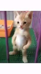 DashWeebi's tweet photo. @sinatraa standing like this https://t.co/Blne5ZpJjf