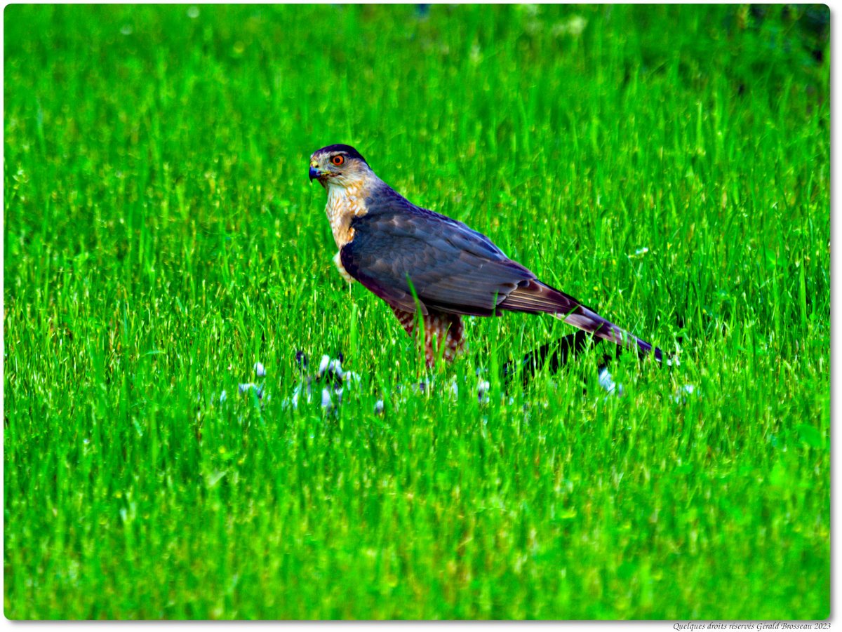 Gerald Brosseau tweet media