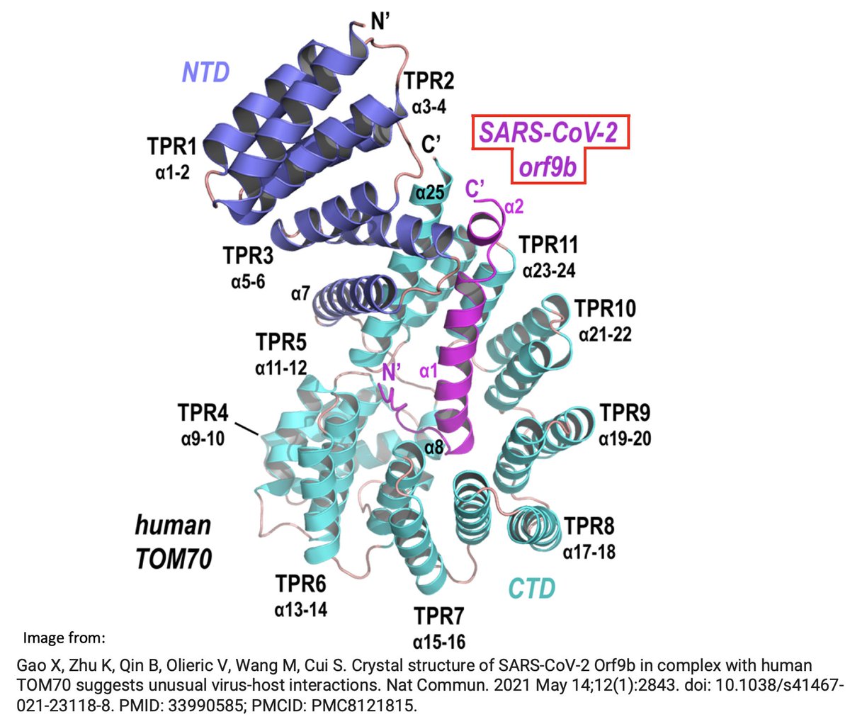 How important is ORF9b? More important, I think, than almost anyone has realized. ORF9b is often neglected—it is ignored on phylogenetic trees & on GISAID sequences. I see 9 lines of evidence indicating it's a major player. But they require some background. /1