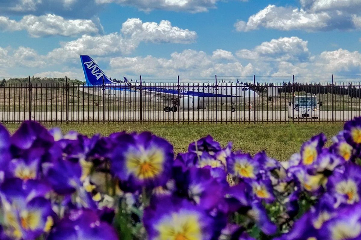 FlyANA_official's tweet image. Sumirely Irresistible: Blooming with Petal-icious Perfection!
📷: Thank you to IG user nishikaze66 for the photo!

#Regram #FlyANA #AllNipponAirways