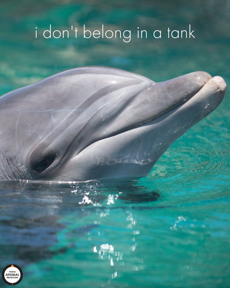 MoveTheWorldUS's tweet photo. We don't know why we have to keep saying it, but dolphins don't belong in tanks.

They belong in the ocean with their pods. 🐬 https://t.co/I8AQx3kenz