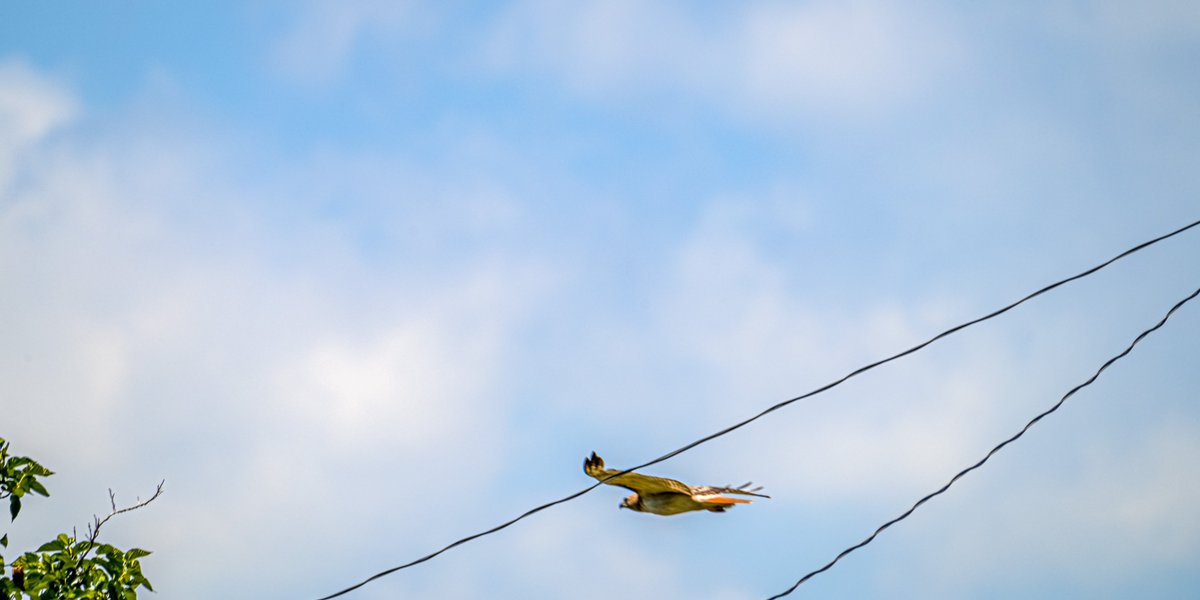 Repugnant raptor.v1_hawk heading home.

#favoritedinosaurstudios #bird #hawk #silent #hawk #raptor #birdofprey #birdsofprey #wildlife #birdphotography #birdwatching #birding #backyardbirds #planetbirds #birdingphotography #urbanwildlife #urbanjungle #urbannature