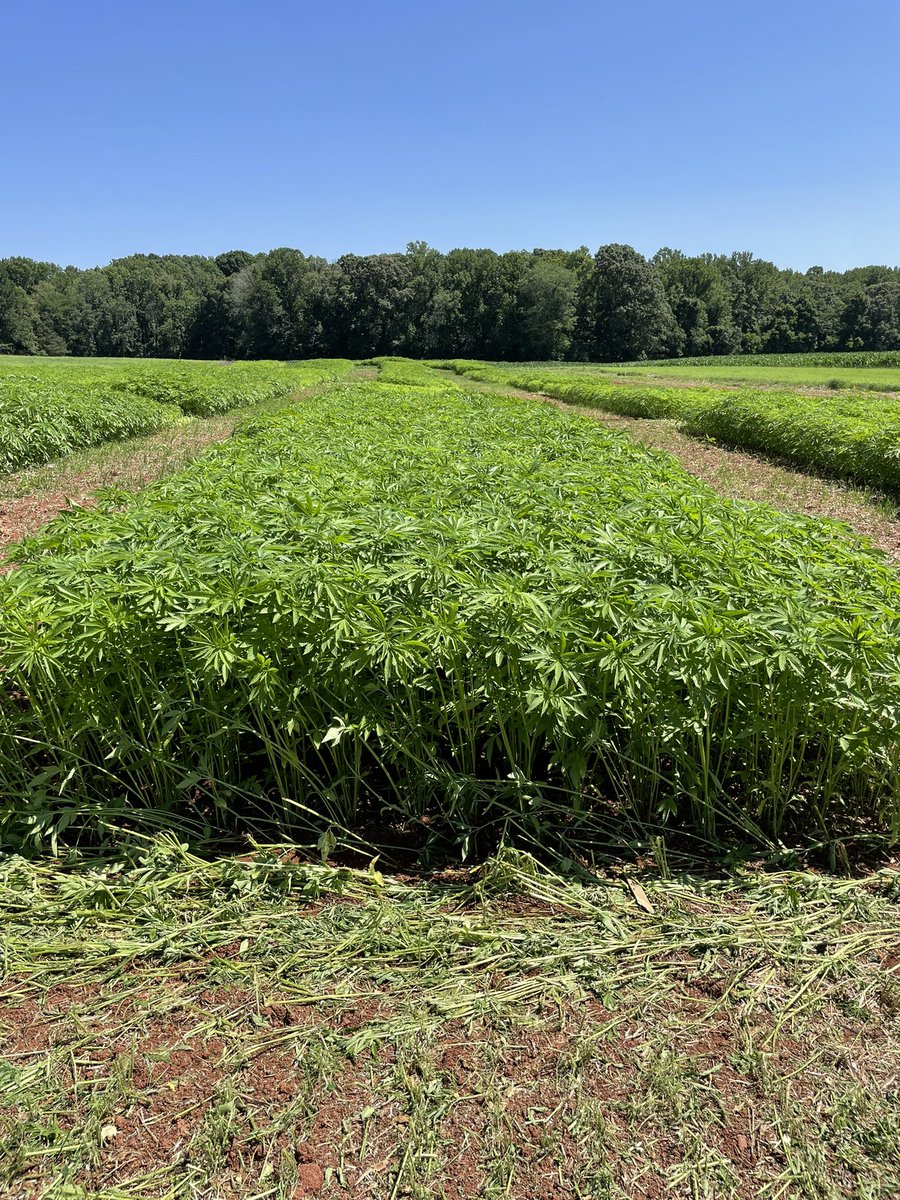 ncstatehemp's tweet photo. Our #fiberhemp nitrogen rate trial in Salisbury looks tremendous! Excellent stands and solid rate response! #fiber #textiles #plantfibers #agronomy #agriculture #agresearch #hemp @NCStateCALS @CropAndSoil @NC_PSI https://t.co/MNqJ0D3UOh