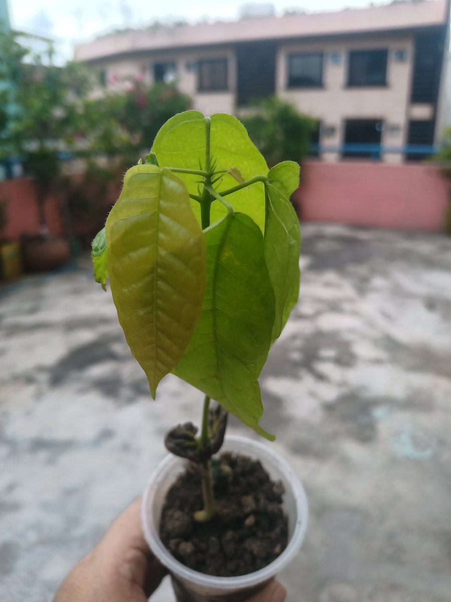 turtlelife313's tweet image. Cacao seedling is ready for adoption... 😁✌🏼#nature #plantnation #cacaotree