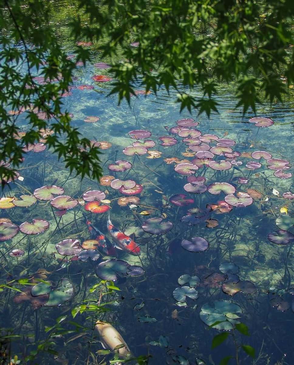 Monet's Pond, Gifu, Japan 

📸 Tomoko.M