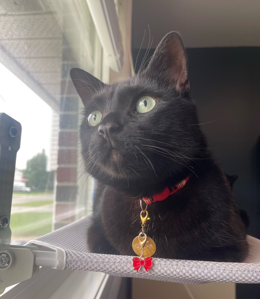 Northern Whiskers (@northernwhisker) on Twitter photo Instead of wearing an actual bow tie, your furbaby can wear a little bow charm like my Oscar here! How cute are they? 🎀
This is my boy <a href="/oscar_x_felix/">Oscar and Felix</a>
#cutecat #officecat #blackcat #charm #SmallBusiness Instead of wearing an actual bow tie, your furbaby can wear a little bow charm like my Oscar here! How cute are they? 🎀
This is my boy <a href="/oscar_x_felix/">Oscar and Felix</a>
#cutecat #officecat #blackcat #charm #SmallBusiness